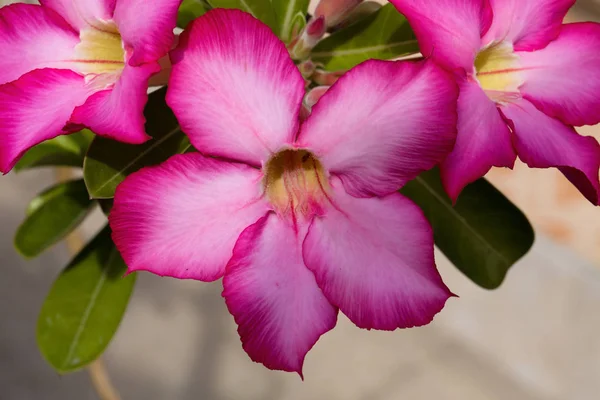 Flor Adenium Nusa Penida Indonésia — Fotografia de Stock