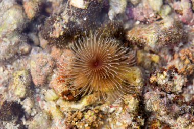 sırasında düşük tide, Nusa Penida, Endonezya maruz mercan