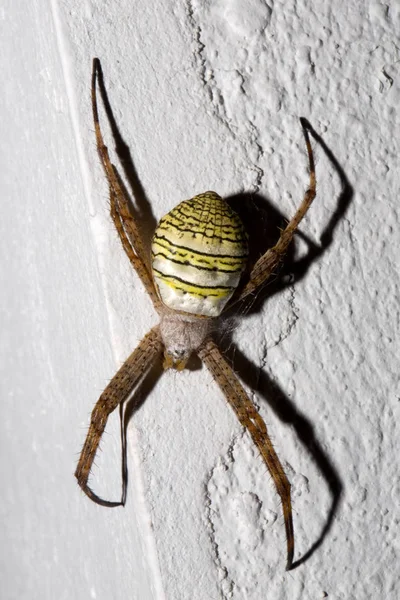 Gênero Aranha Argiope Provinc Bali Nusa Penida Indonésia — Fotografia de Stock