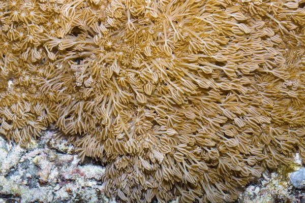 Soft Coral Bali Nusa Penida Indonézia — Stock Fotó