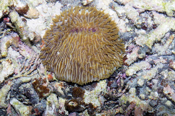 Interessante Corallo Bali Nusa Penida Indonesia — Foto Stock
