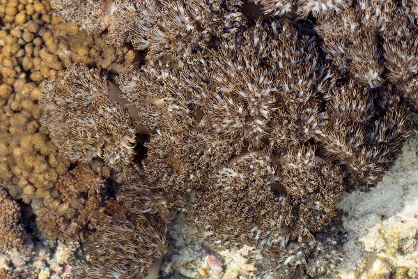 Koraller Som Exponerats Lågvatten Nusa Penida Indonesien — Stockfoto