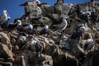 Perulu bubi, Sula variegata uçurumdaki Paracas, Peru
