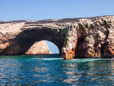 Koloni Güney Amerika deniz aslanı Otaria byronia Ballestas Adaları - Peru