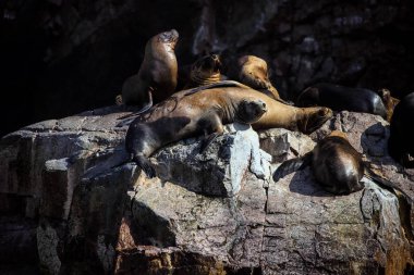 Koloni Güney Amerika deniz aslanı Otaria byronia Ballestas Adaları - Peru