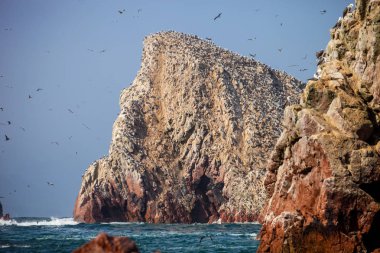 Koloni Güney Amerika deniz aslanı Otaria byronia Ballestas Adaları - Peru