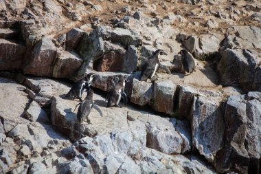 Koloni Güney Amerika deniz aslanı Otaria byronia Ballestas Adaları - Peru