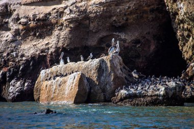 Koloni Güney Amerika deniz aslanı Otaria byronia Ballestas Adaları - Peru