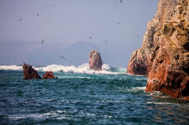 Koloni Güney Amerika deniz aslanı Otaria byronia Ballestas Adaları - Peru