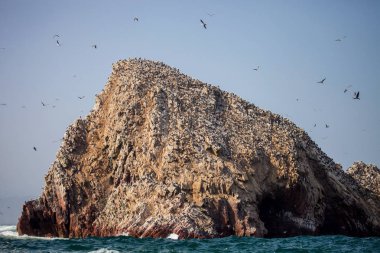Koloni Güney Amerika deniz aslanı Otaria byronia Ballestas Adaları - Peru