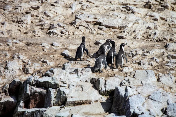 Pinguim Humboldt Parque Nacional Spheniscus Humboldt Ilhas Ballestas Peru — Fotografia de Stock
