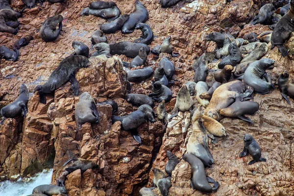 Colonia Lobos Marinos Sudamericanos Otaria Byronia Islas Ballestas Perú — Foto de Stock