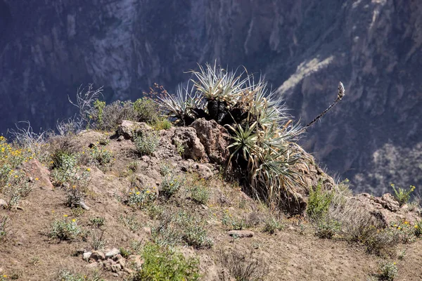 Один Бромелия Цветет Склонах Колка Каньон Перу — стоковое фото