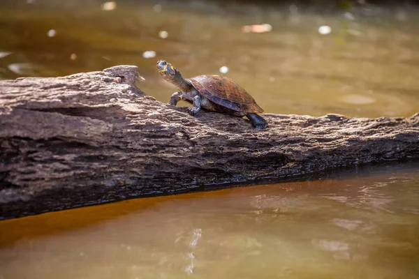 Желтопятнистая Амазонская Речная Черепаха Podocnemis Unifilis Lake Sandoval Amazonia Peru — стоковое фото