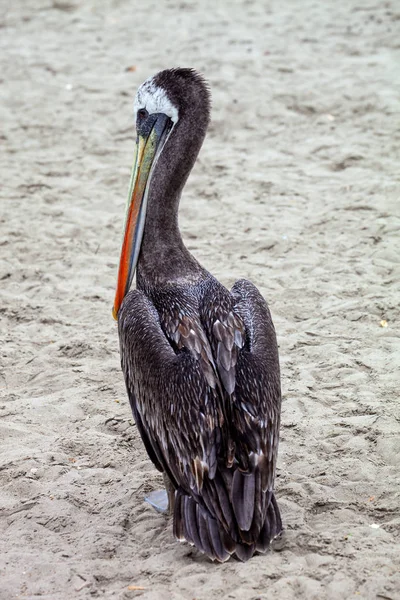 Pelican Coklat Pantai Paracas Peru — Stok Foto