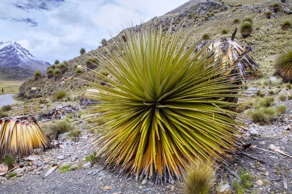 Bromélia Enorme Lindo Ameaçou Puya Raimondii Nas Montanhas Huascaran Peru — Fotografia de Stock