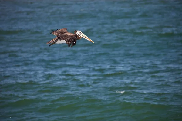 Voando Marrom Pelicano Paracas Peru — Fotografia de Stock