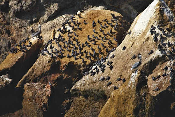 Colonias Aves Parque Nacional Las Islas Ballestas Perú — Foto de Stock