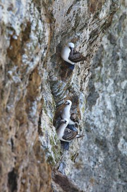Perulu bubi, uçurumdaki, Islas de Ballestas, Peru Sula variegata kolonileri