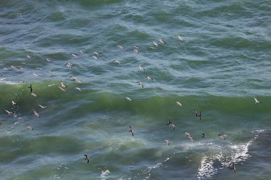 Inca sumru, Larosterna Inca, catch balık, Paracas, Peru