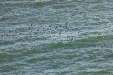 Inca sumru, Larosterna Inca, catch balık, Paracas, Peru