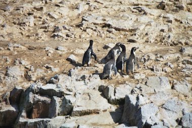 Humboldt pengueni, Spheniscus Humboldt National Park Ballestas Adaları - Peru