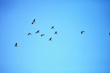 Uçurumdaki, Islas de Ballestas, Peru Guany karabatak, Phalacocorax bougainvillii uçan