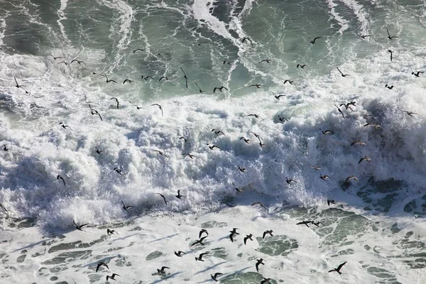 Inca Seeschwalbe Larosterna Inca Fischen Paracas Peru — Stockfoto