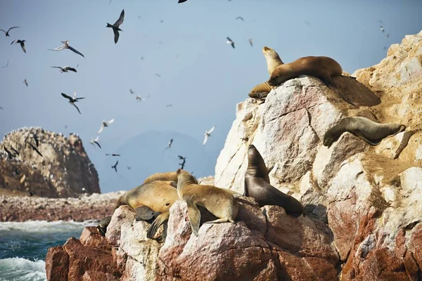 Colony South American sea lion Otaria byronia the Ballestas Islands - Peru