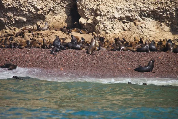 Colonia Leone Marino Sudamericano Otaria Byronia Isole Ballestas Perù — Foto Stock