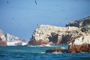 Uçurumdaki, Islas de Ballestas, Peru Guany karabatak, Phalacocorax bougainvillii uçan