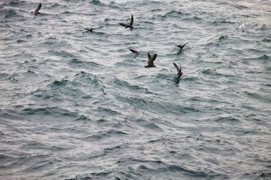 Inca sumru, Larosterna Inca, catch balık, Matarani, Peru