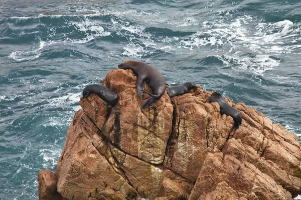 Matarani Colony South American sea lion Otaria byronia the Matarani  - Peru