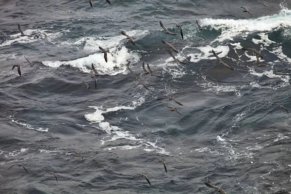 stock image Inca tern, Larosterna inca, catch fish, Paracas, Peru