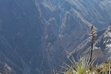 Çiçek açan bromelie Colca kanyon, Peru