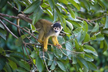 Black-capped squirrel, Saimiri boliviensis, monkey, Lake Sandoval, Amazonia, Peru clipart