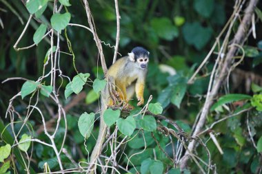 Siyah şapkalı sincap, Saimiri boliviensis, maymun, göl Sandoval, Amazonia, Peru