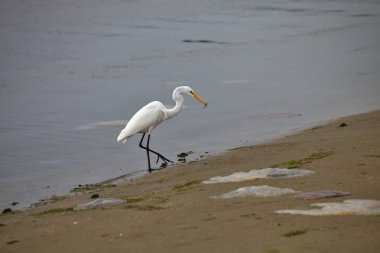 Snowy balıkçıl, Egretta thula, Fishing, Paracas, Peru