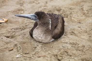 Genç Perulu bubi, Sula variegata uçurumdaki, Islas de Ballestas, Peru