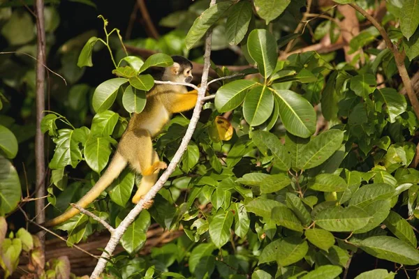 Esquilo Capa Preta Saimiri Boliviensis Macaco Lago Sandoval Amazônia Peru — Fotografia de Stock