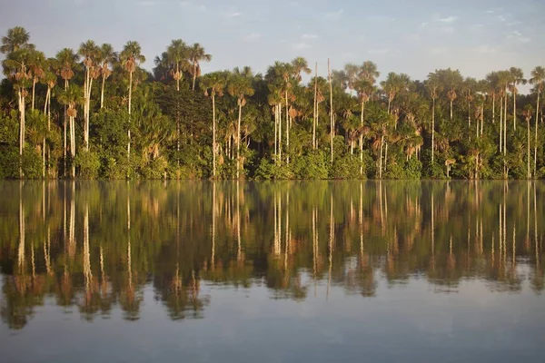 Trópusi Esőerdő Sandoval Amazónia Peru — Stock Fotó
