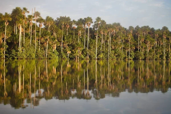 热带雨林 桑多瓦尔湖 亚马逊河 — 图库照片