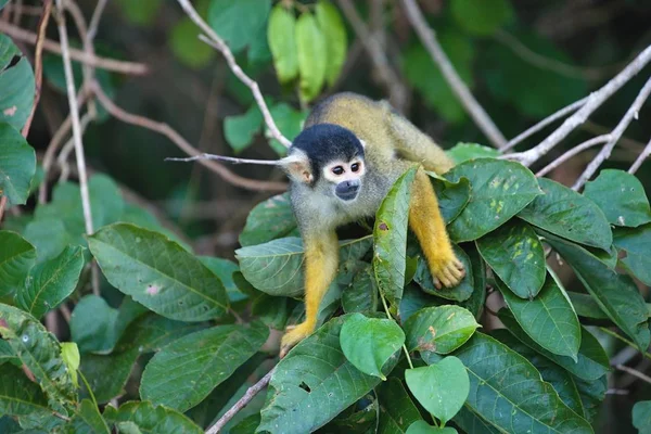 黒に覆われたリス リスザル Boliviensis 湖サンドヴァル アマゾニア ペルー — ストック写真