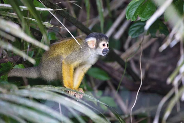 Esquilo Capa Preta Saimiri Boliviensis Macaco Lago Sandoval Amazônia Peru — Fotografia de Stock