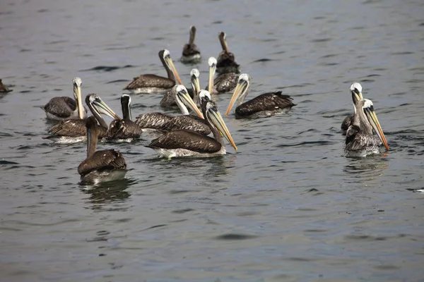 Pelikan Pelecanus Occidentalis Paracas Peru — Stockfoto