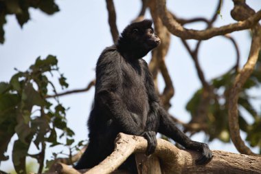 Perulu örümcek bir ağacın altında oturup maymun, Ateles chamek,