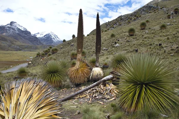 Bromelie Más Grande Puya Raimondii Huascaran Perú — Foto de Stock