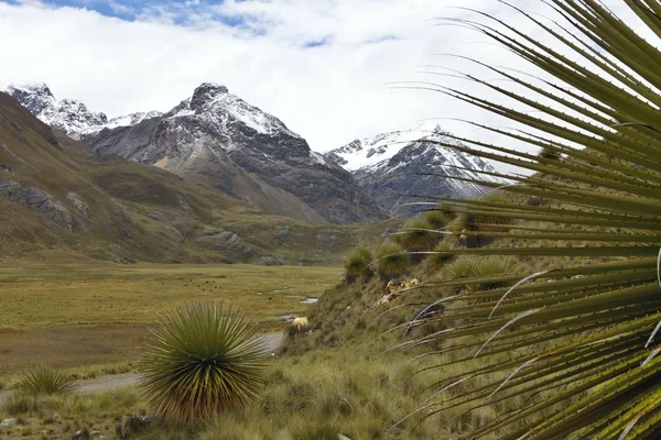 Bromelie Maior Puya Raimondii Huascaran Peru — Fotografia de Stock