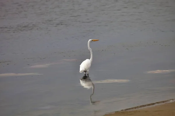 Egret Nevado Egretta Thula Pesca Paracas Peru — Fotografia de Stock