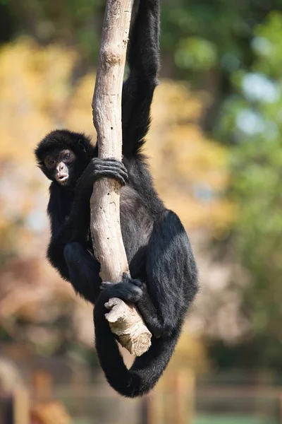 Peruvian Spider Monkey Ateles Chamek Sitting Tree — Stock Photo, Image